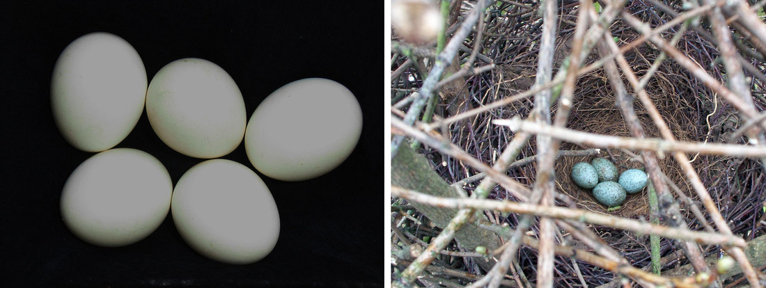 Diversiteit van vogeleieren | Natuurwijzer